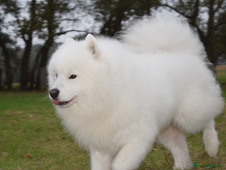 Samoyed dogs - Advert 1
