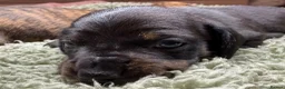 Miniature Dachshund dogs for sale: Stunning brindle miniature dachshund puppies in Plymouth - Advert 11
