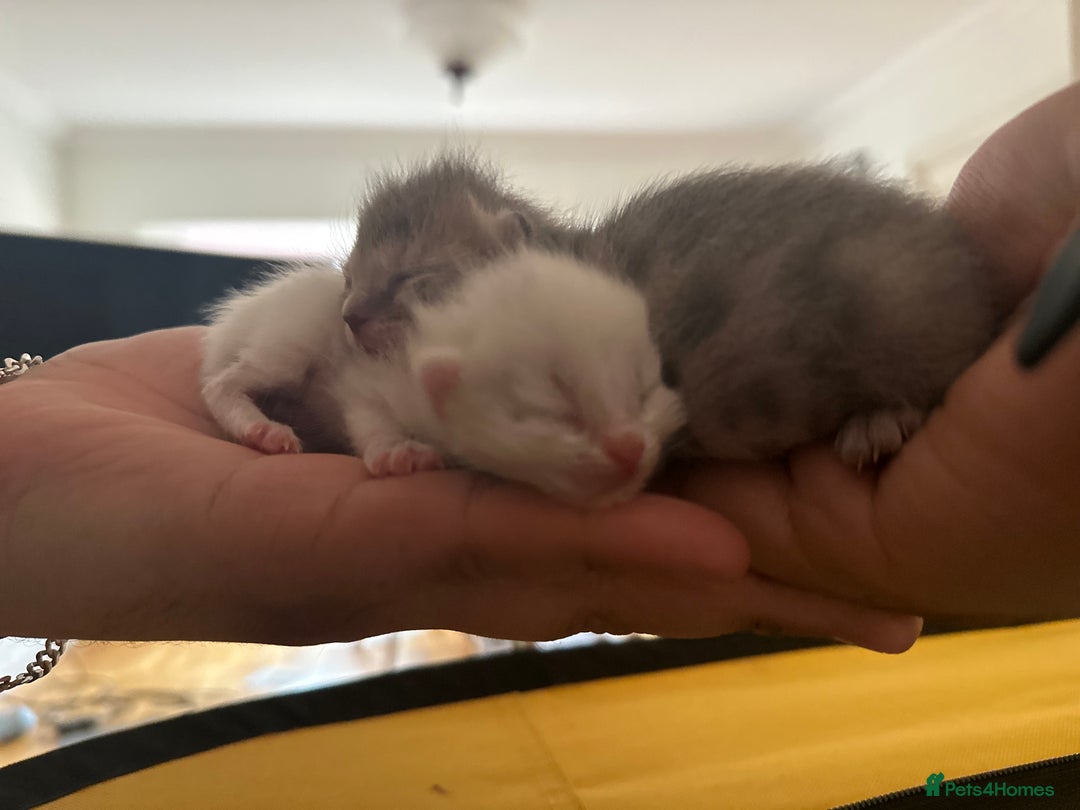 Scottish Fold cats for sale: 3 purring lovebugs - Image 12