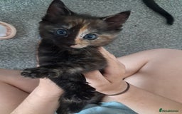 Domestic Shorthair cats for sale: Beautiful tortoise shell kittens - Image 10