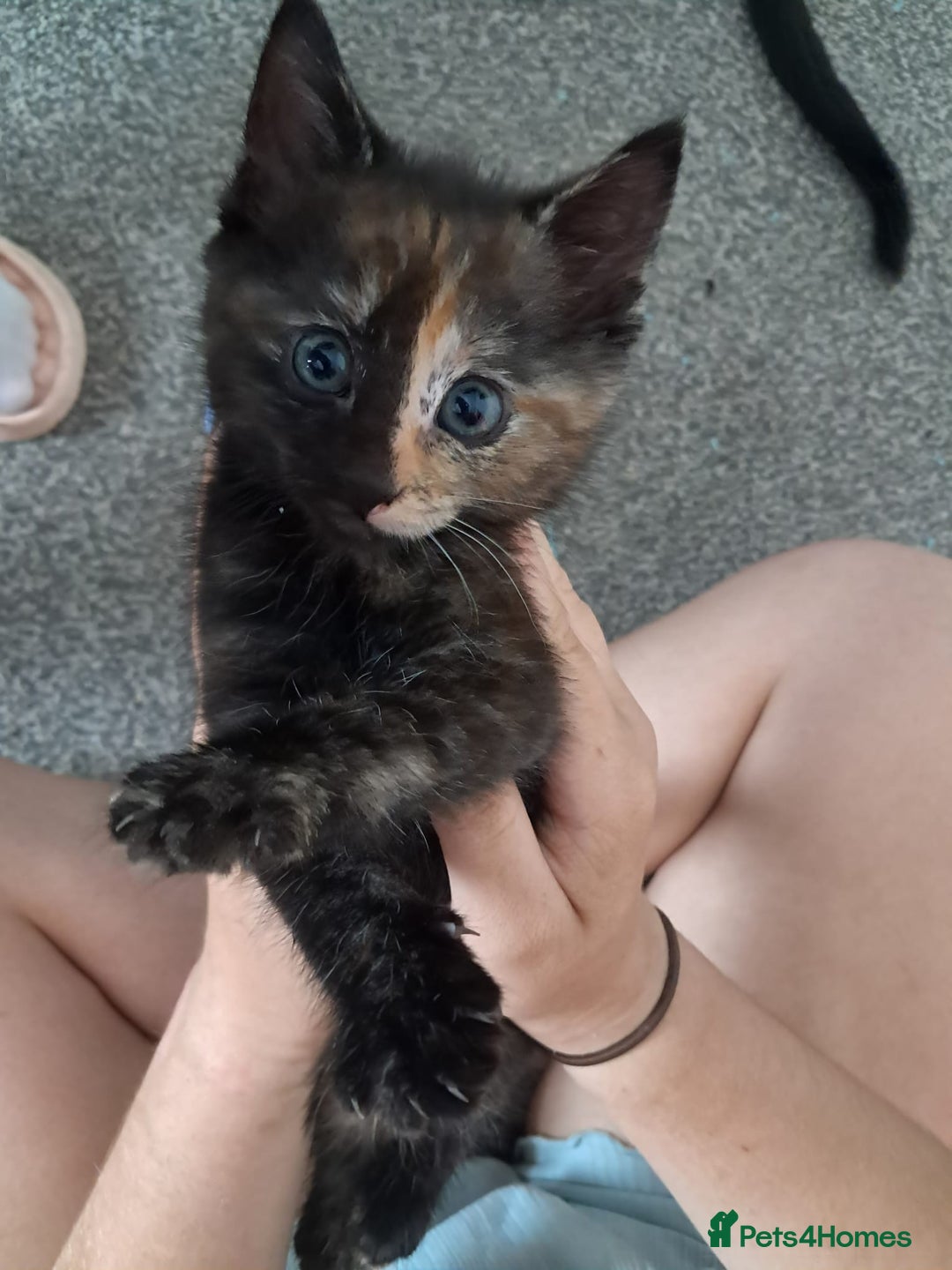 Domestic Shorthair cats for sale: Beautiful tortoise shell kittens - Image 10