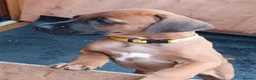 Rhodesian Ridgeback dogs for sale: Pedigree Rhodesian Ridgeback puppies.  - Advert 4