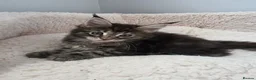 Maine Coon cats for sale: TICA Registered Maine Coon Kittens–Russian Line🐾 - Advert 6