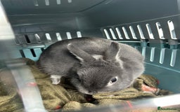 Netherland Dwarf rabbits for sale: Mini dwarf rabbit  - Image 3