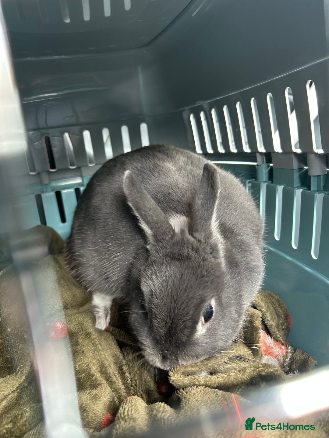 Netherland Dwarf rabbits for sale: Mini dwarf rabbit  - Image 3