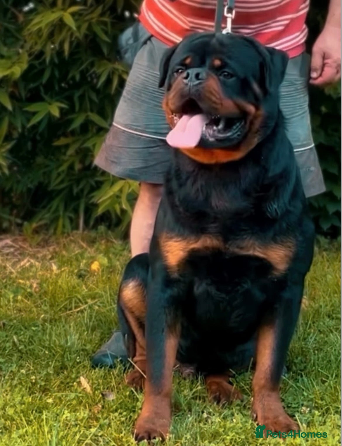 Rottweiler dogs Rottweiler Puppies  - Advert 1