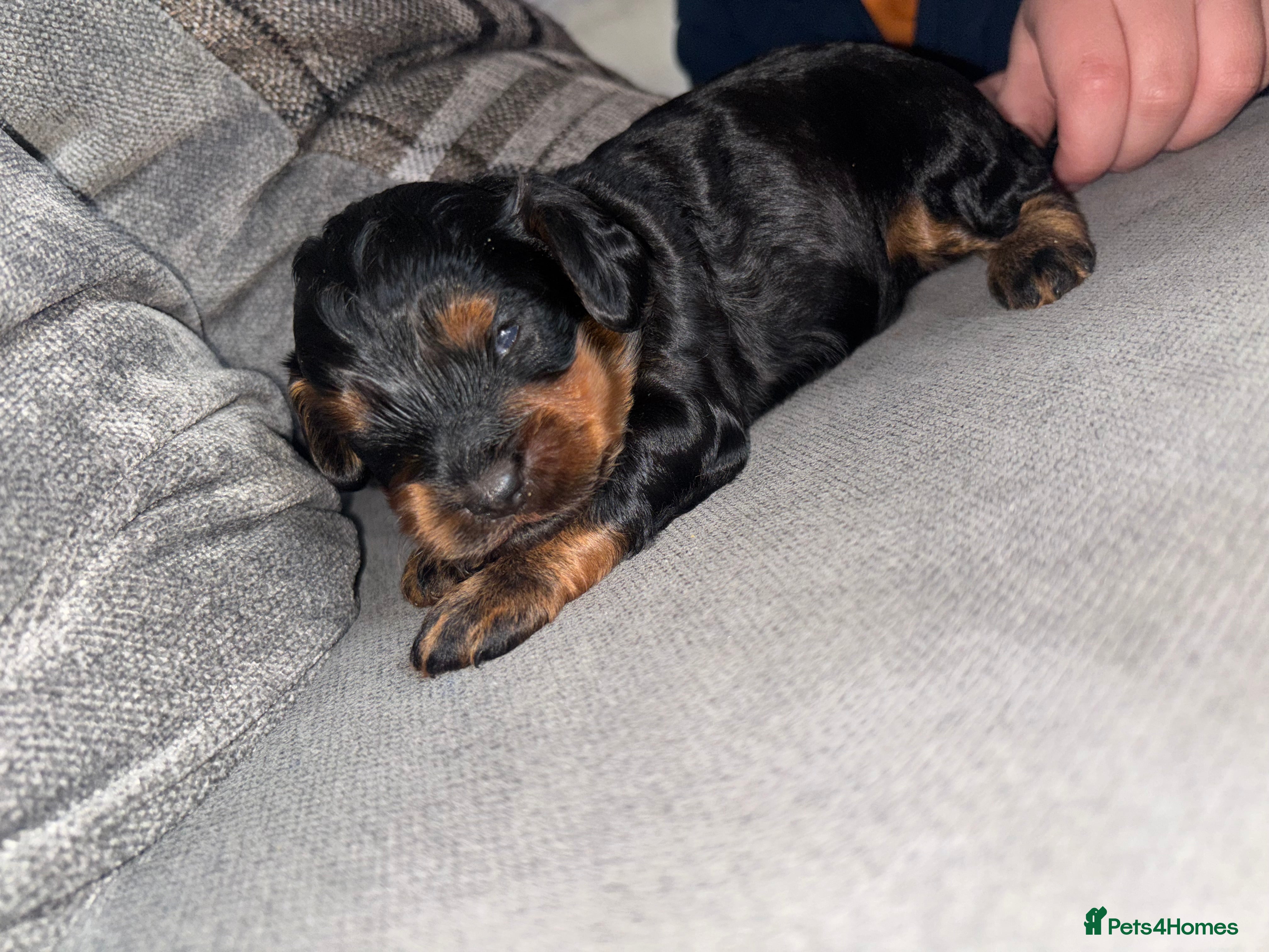 Cockapoo dogs Cockapoo dog for sale  - Advert 8