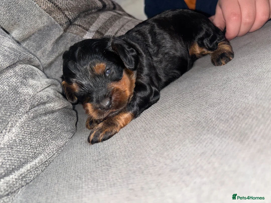 Cockapoo dogs for sale: Cockapoo dog for sale  - Advert 1