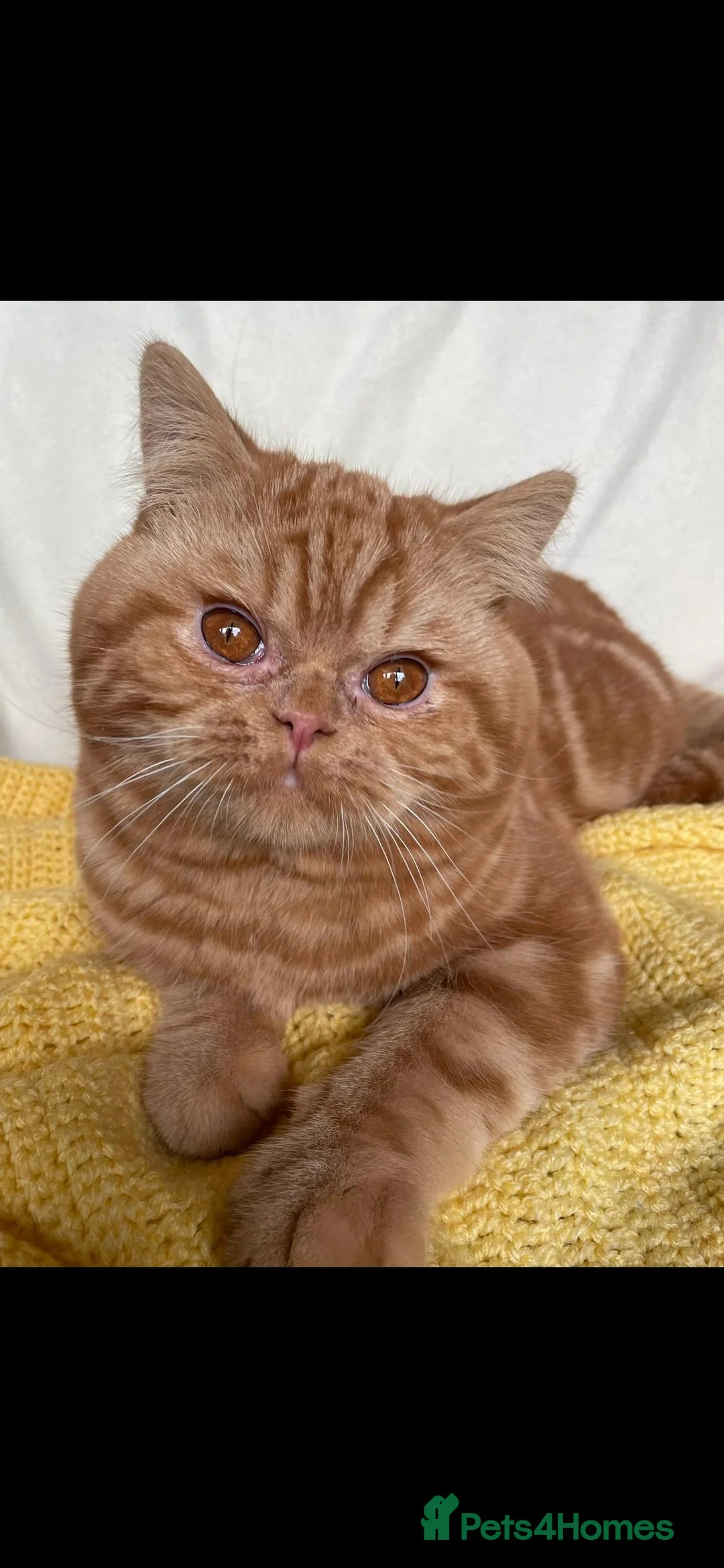 British Shorthair cats for stud: Cinnamon PROVEN Polish import / gccf champion - Advert 2