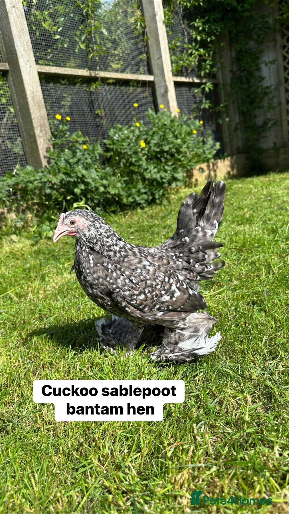 Chickens poultry for sale: Bantam hens at point of lay - Advert 1