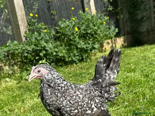 Chickens poultry for sale: Bantam hens at point of lay - Advert 1