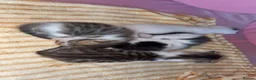 Bengal cats for sale: Mixed bengal x rare all white blue eyed .   in Bushey - Advert 17