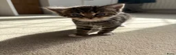 Mixed Breed cats for sale: Beautiful, friendly tabby kittens  - Advert 9
