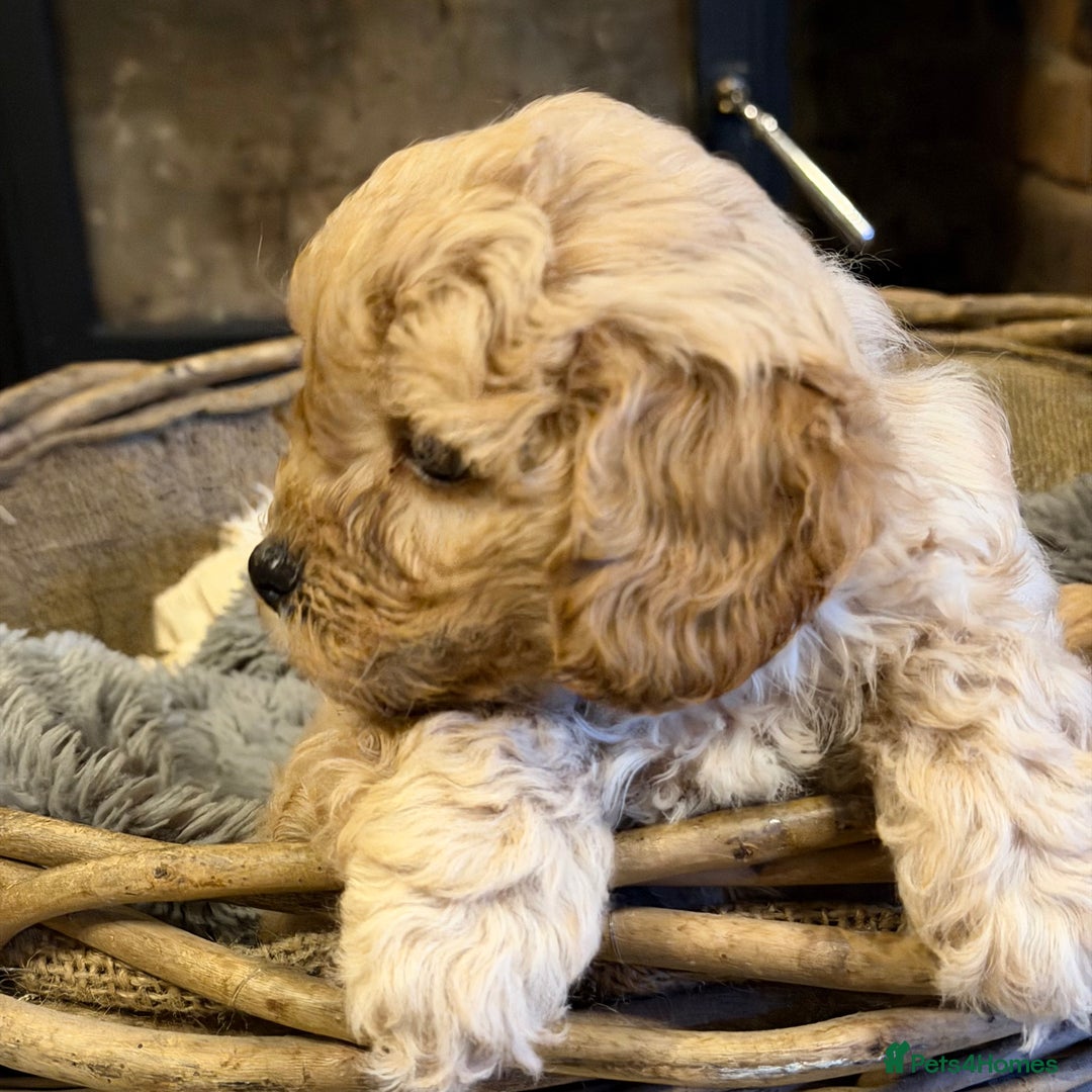 Cavapoo dogs for sale: F1 Stunning Red and Cream Cavapoo Babies - Advert 7