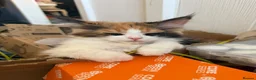 Maine Coon cats for sale: Two bonded kittens  - Advert 4