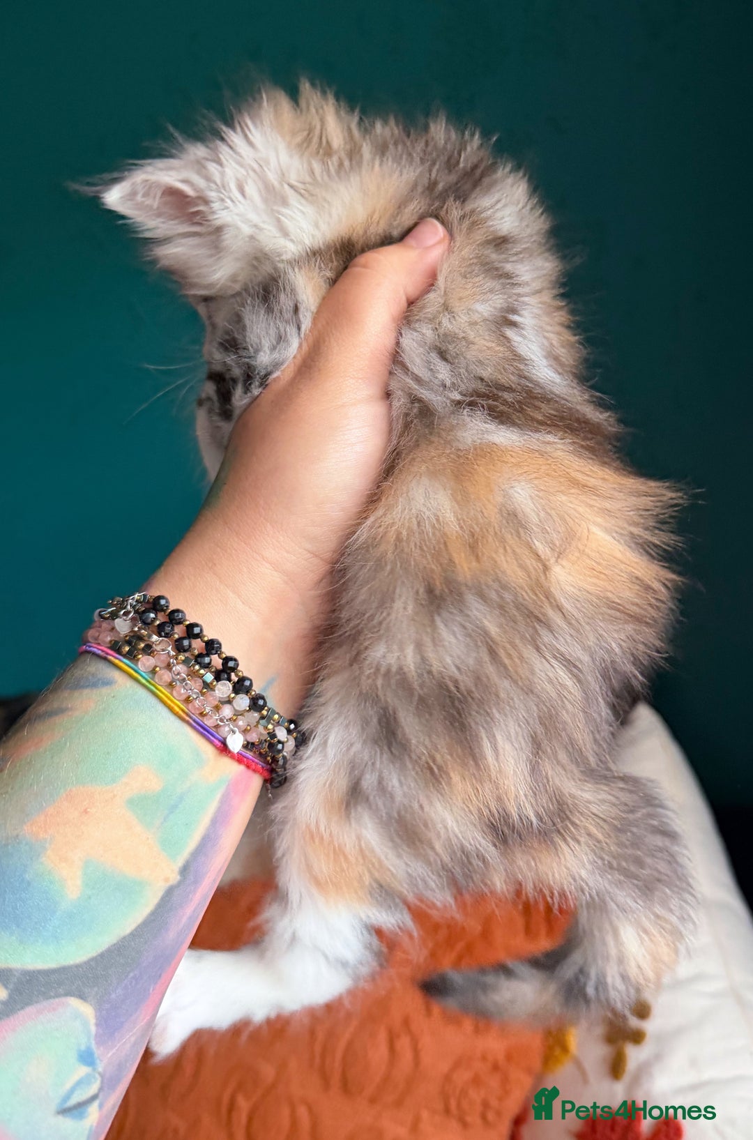 Maine Coon cats for sale: Maine Coons with Tests, Papers & Vet Checks - Advert 4