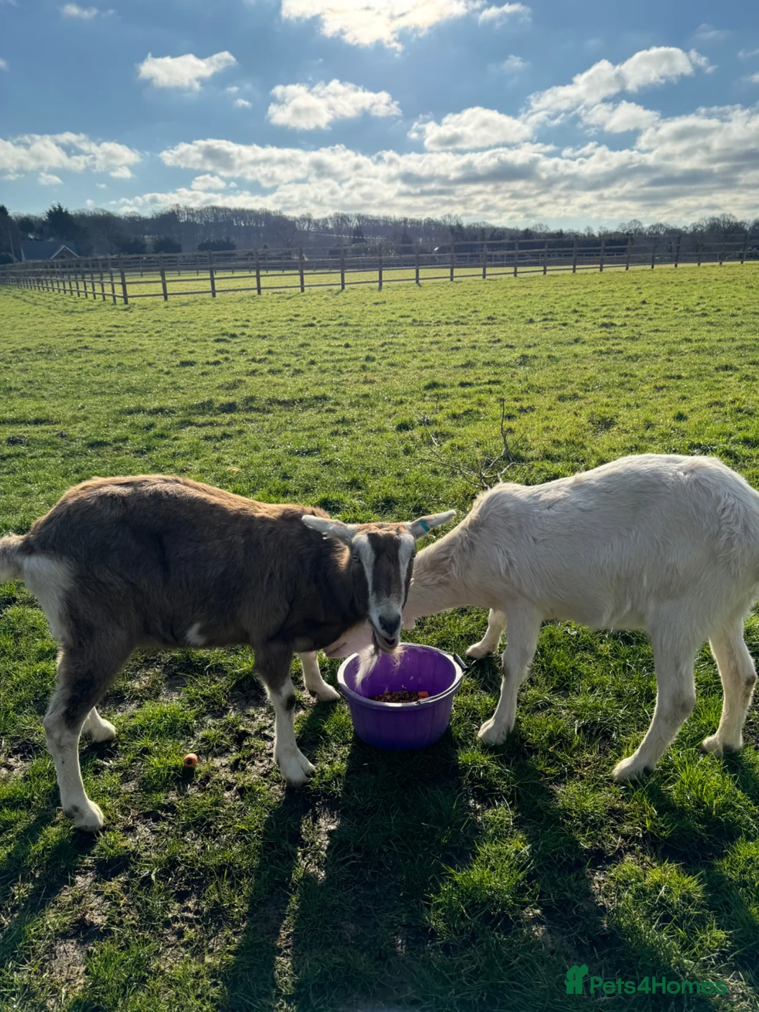 Goats livestock for sale: 2 Male Castrated Goats in Fareham - Advert 2