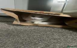 British Longhair cats for sale: White male cat  - Image 2