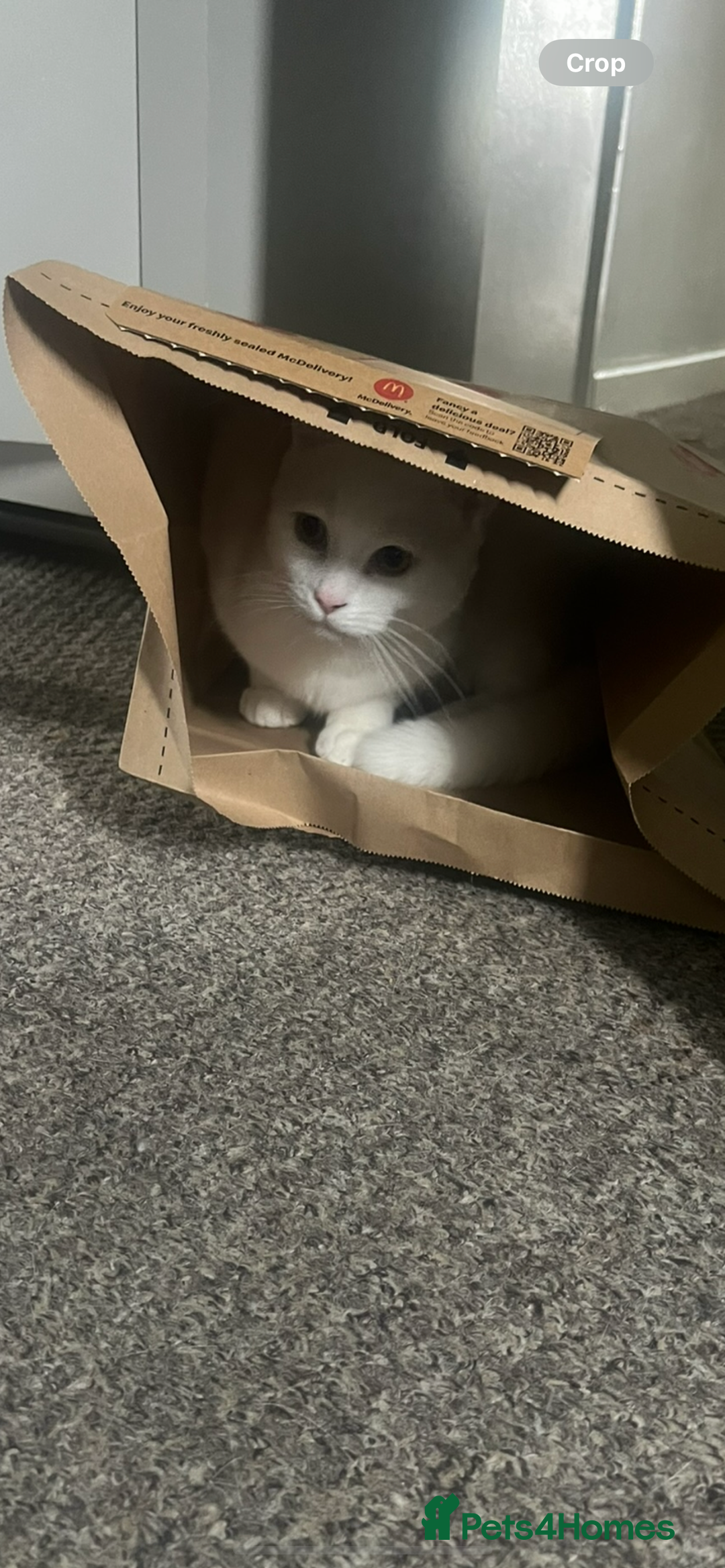 British Longhair cats for sale: White male cat  - Image 2