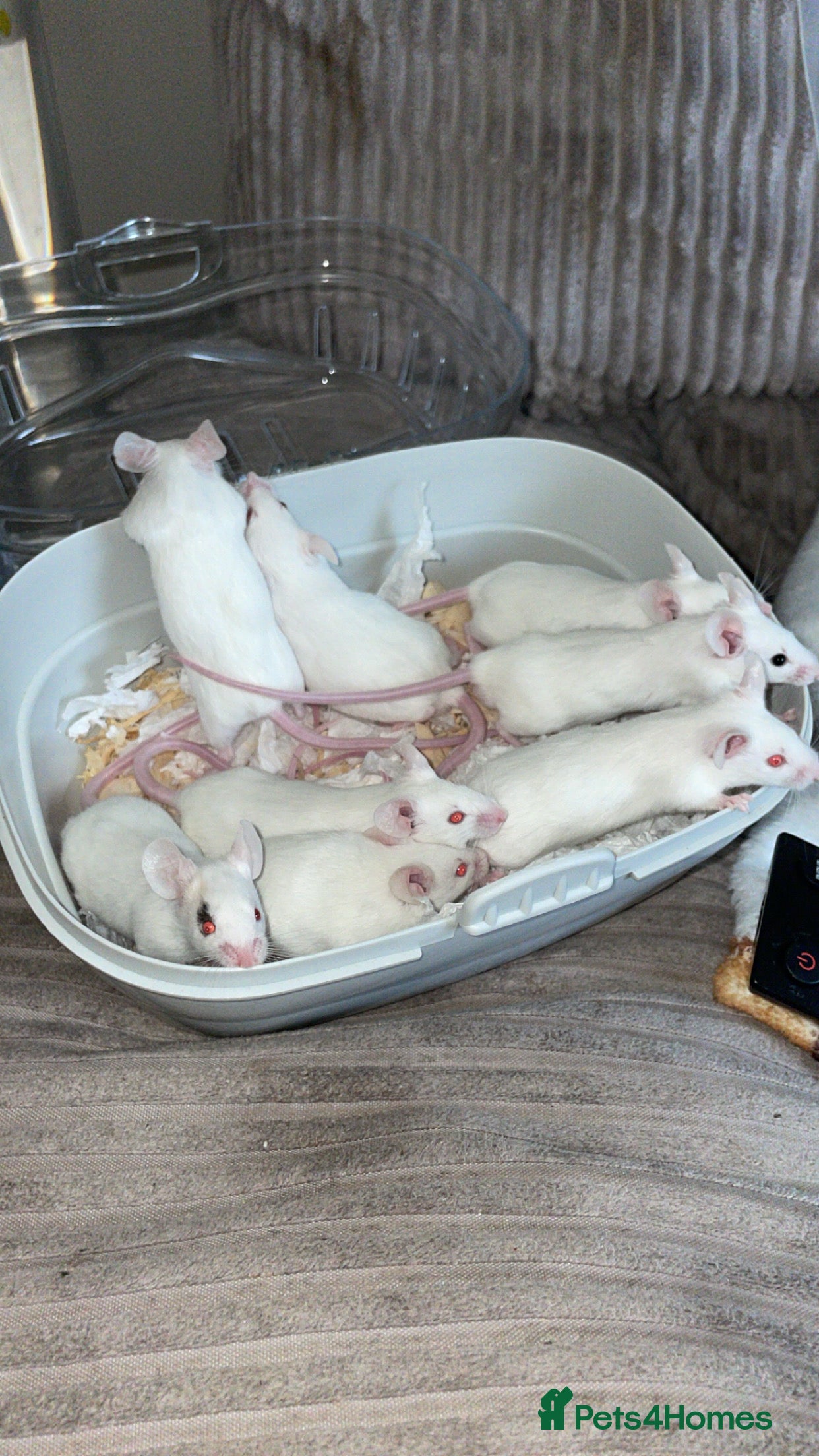 Mouse rodents Male mice  - Advert 2