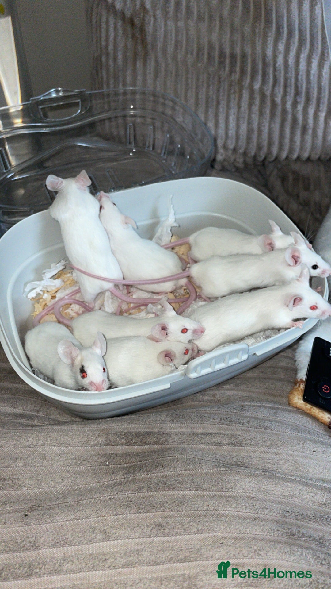 Mouse rodents for sale: Male mice  - Advert 1