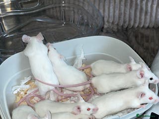 Mouse rodents Male mice - Advert 11