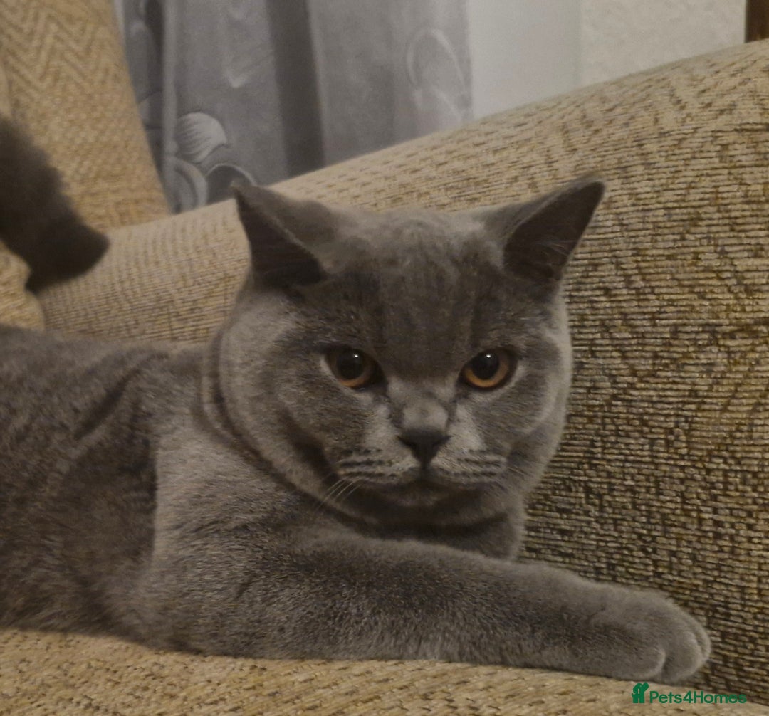 British Shorthair cats for sale: Beautiful BSH Boy - Advert 4