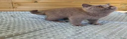 British Shorthair cats for sale: Beautiful pedigree British Shorthair kittens - Advert 5