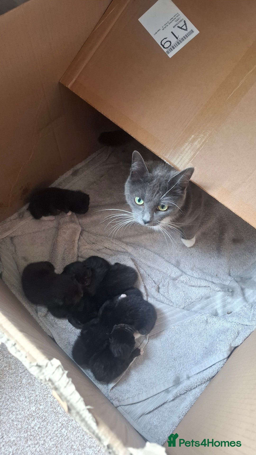Mixed Breed cats for sale: Persian mixed breed kittens  - Image 9