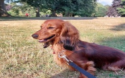 Miniature Dachshund dogs for sale: Miniature Dachshund puppies  - Image 13