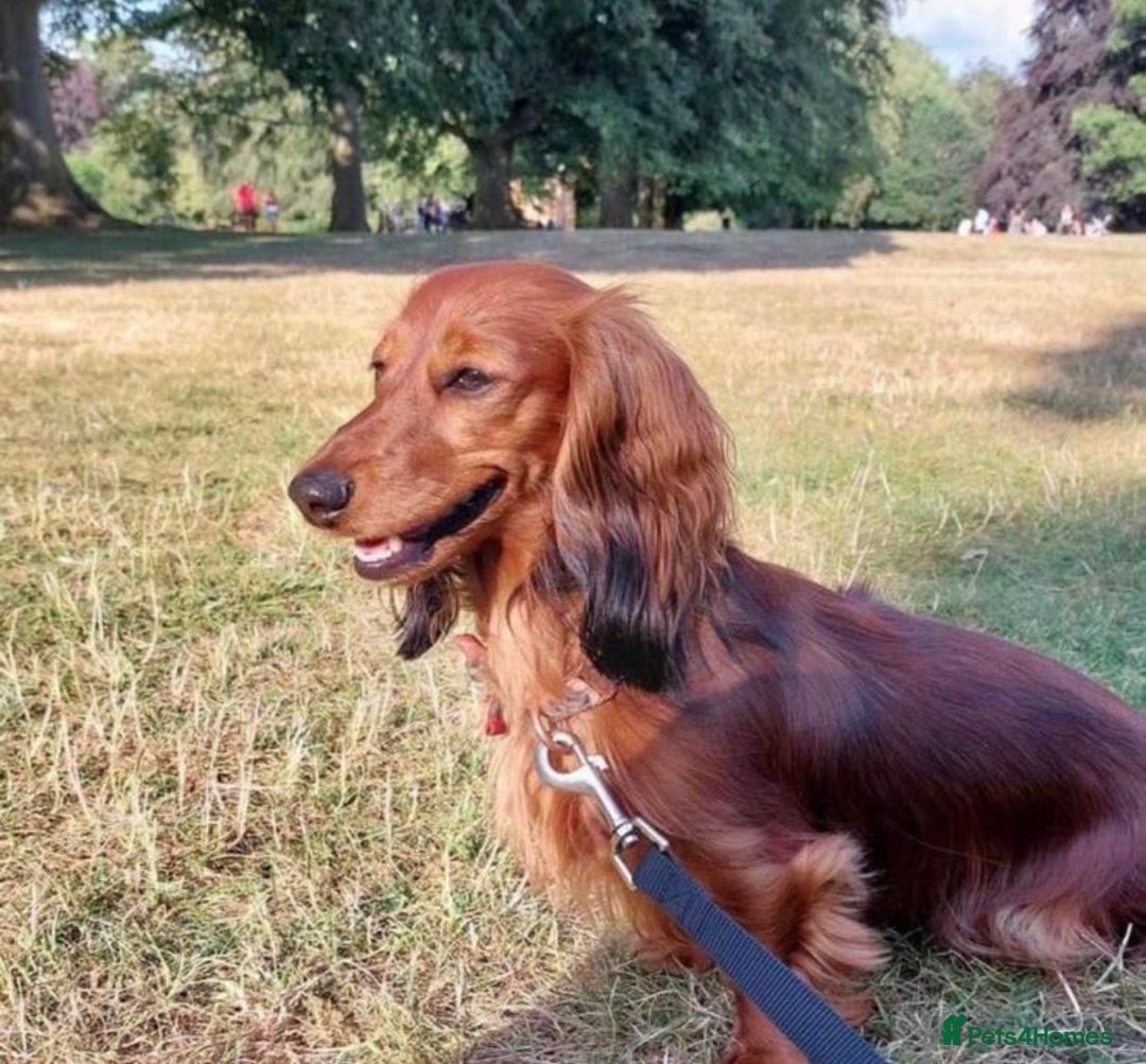 Miniature Dachshund dogs for sale: Miniature Dachshund puppies  - Image 13