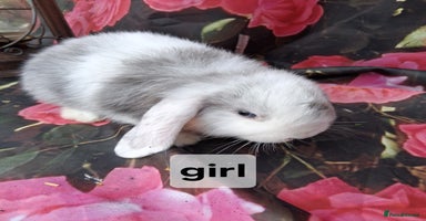 Mini Lop rabbits - Advert 5