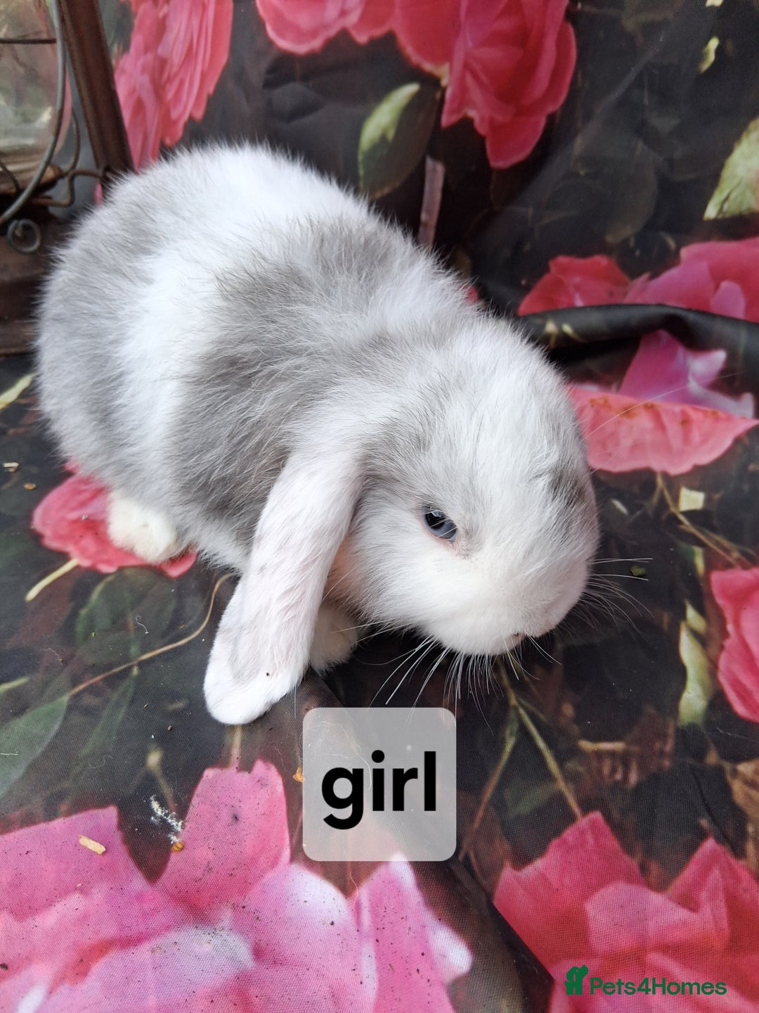 Mini Lop rabbits for sale: Mini lop baby rabbits - Image 3