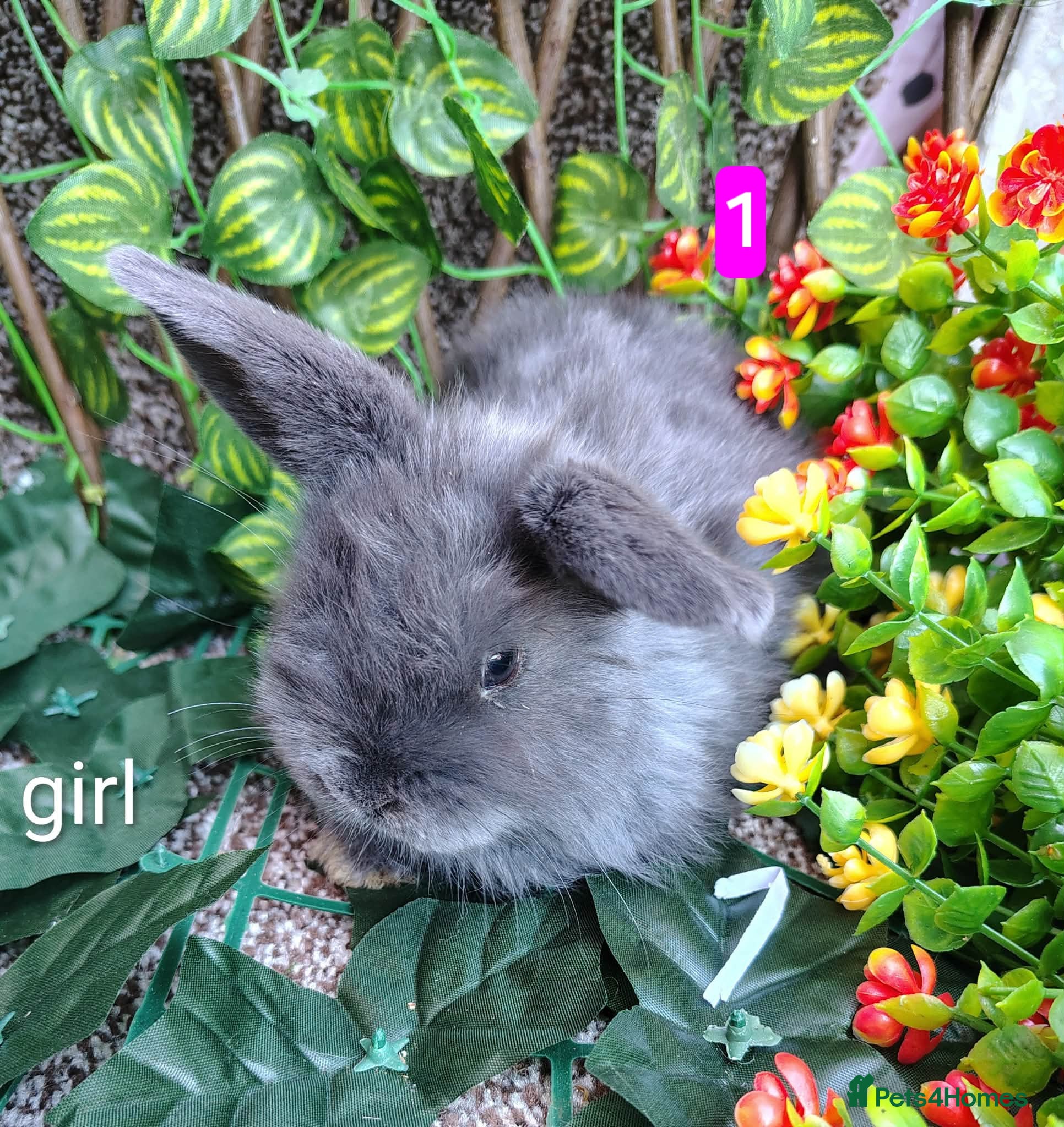 Mini Lop rabbits Mini lop babies ready now  - Advert 1