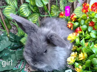 Mini Lop rabbits Mini lop babies ready now - Advert 1