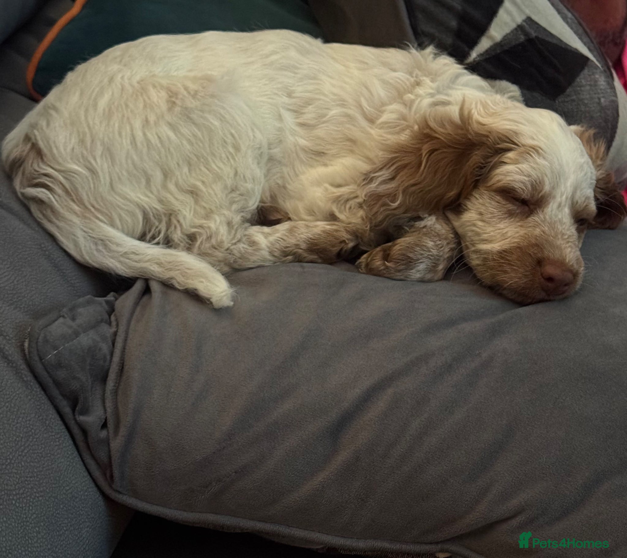 Cockapoo dogs F1 Cockapoos ..5🌟licenced breeder - Advert 1