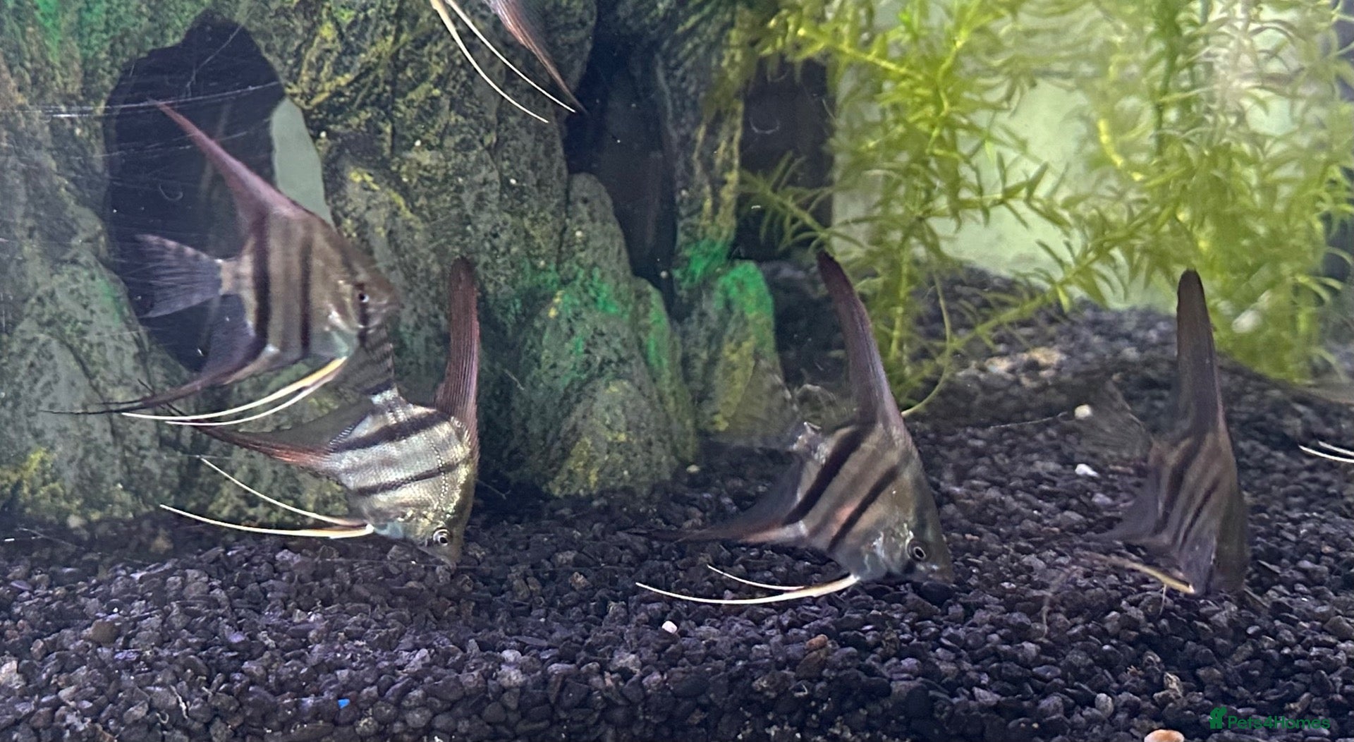 Angelfish fish Amazon Silver Angel Fish   - Advert 7
