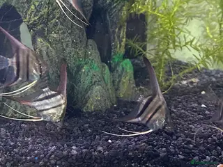 Angelfish fish Amazon Silver Angel Fish - Advert 1
