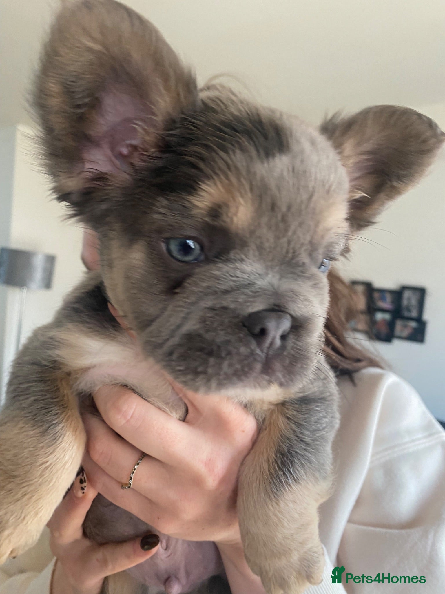 French Bulldog dogs Blue tan fluffy French bulldog puppy  - Advert 1