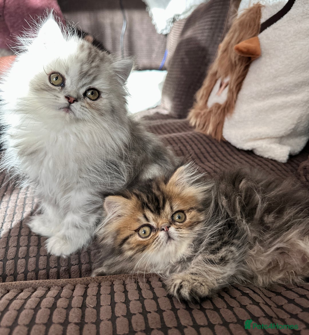 Persian cats for sale: 4 cuddly, petite Persian girls💗 - Image 3