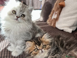 Persian cats 4 cuddly, petite Persian girls💗 - Advert 1
