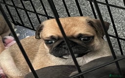 Pug dogs for sale: 2 beautiful pugs left - Image 20