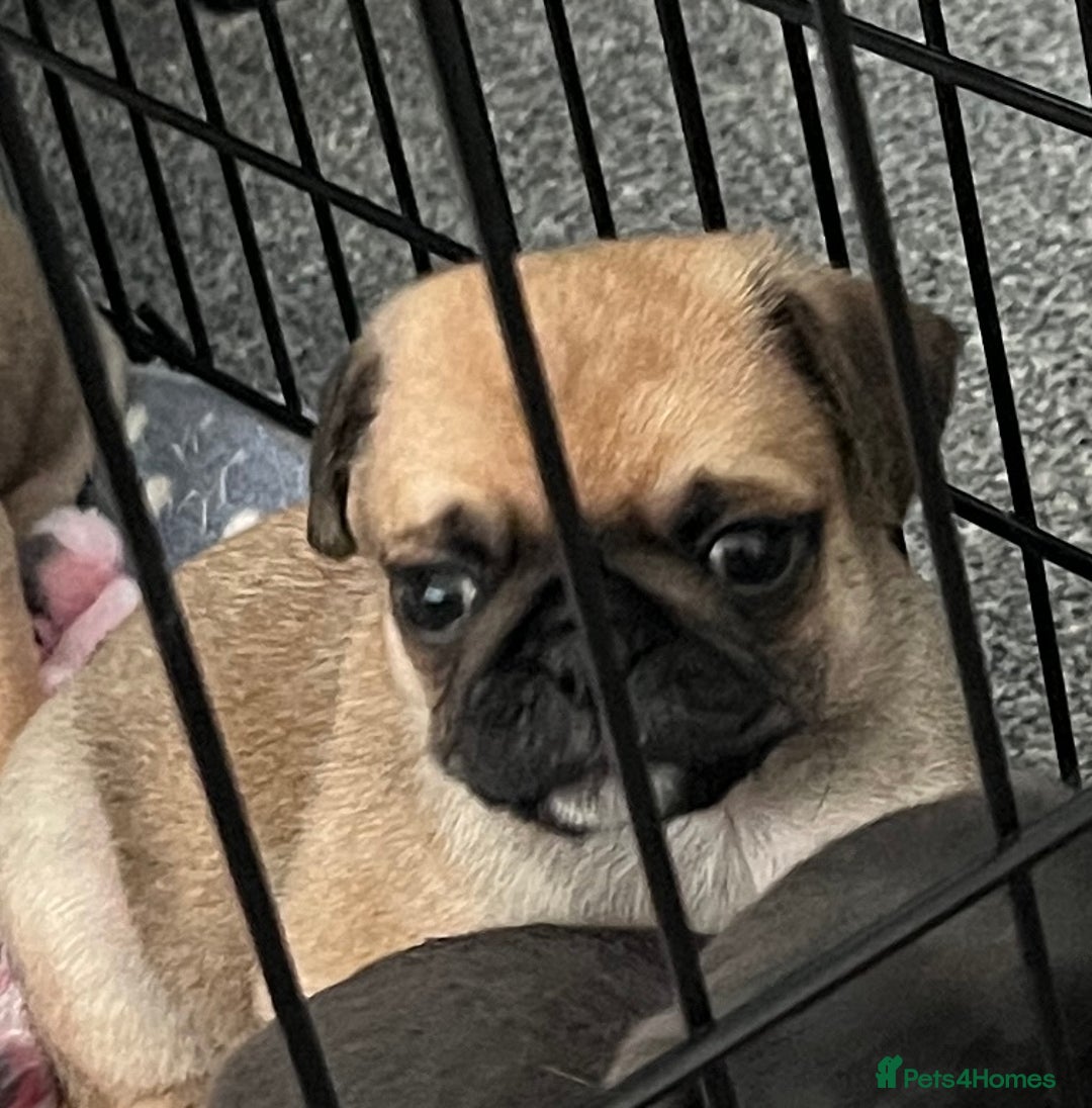 Pug dogs for sale: 2 beautiful pugs left - Image 20