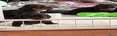 Dachshund 2