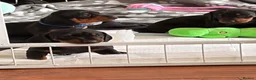 Dachshund dogs for sale: 3 Beautiful Females left - Advert 10