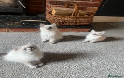 Ragdoll cats for sale: Beautiful ragdoll kittens ready now  - Image 4