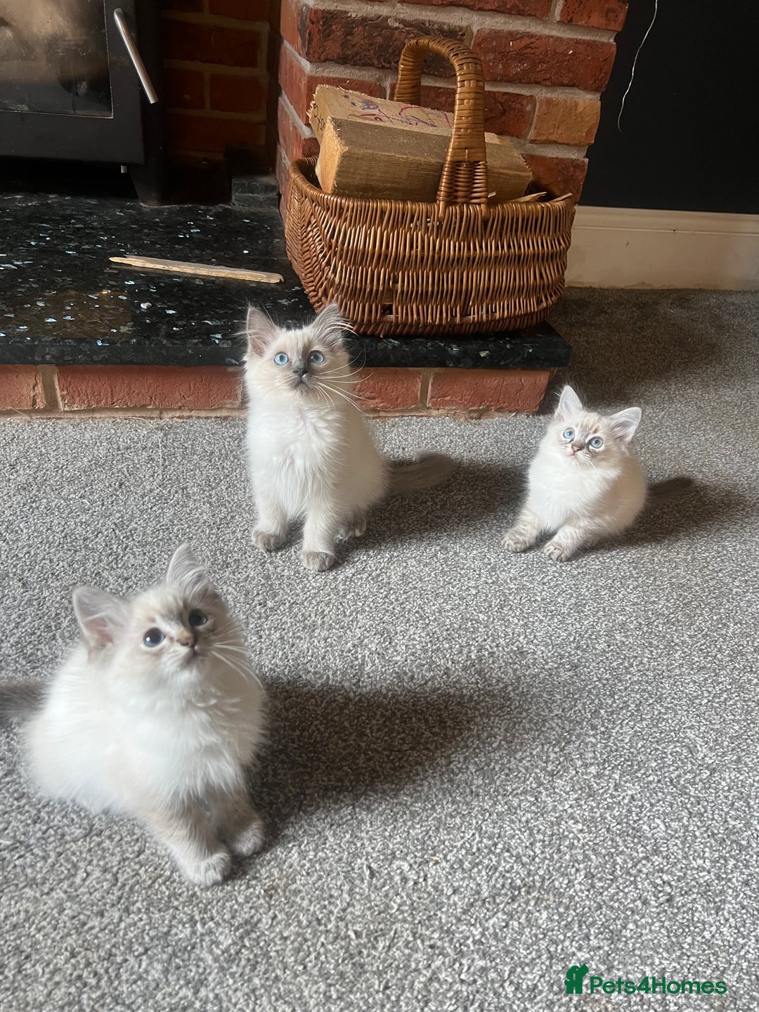 Ragdoll cats for sale: Beautiful ragdoll kittens ready now  - Image 4