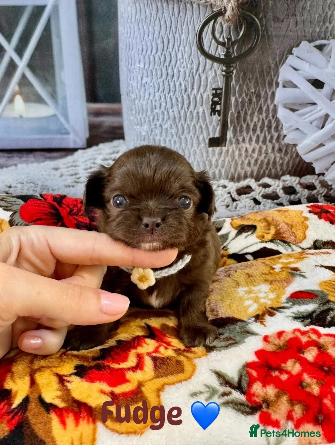 Chihuahua dogs for sale: 🤎 Exotic KC LC chocolate chihuahuas 🤎 - Advert 2