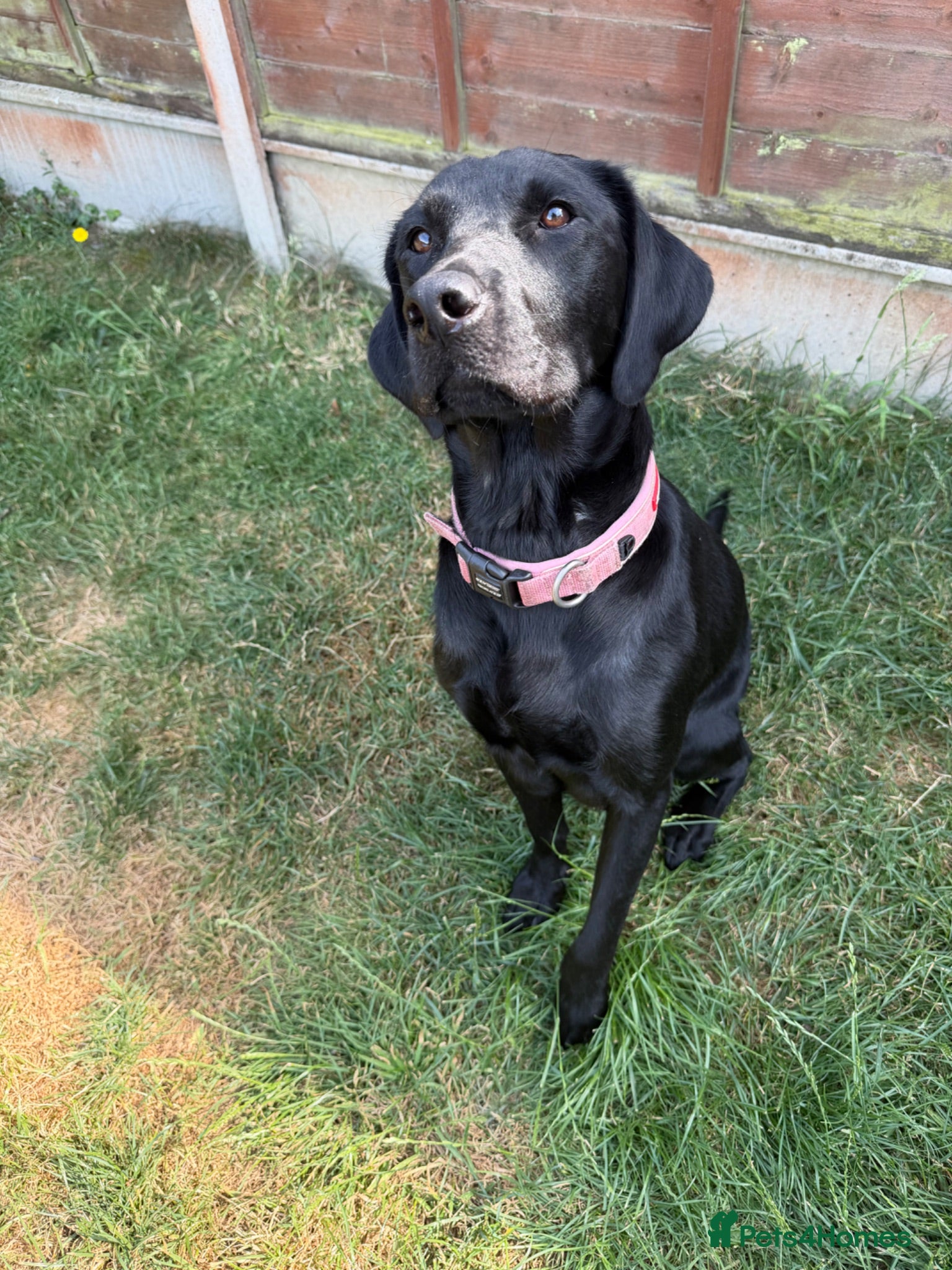 Labrador Retriever dogs KC registered black Labrador puppies. 🐾 🐾 🐾  - Advert 2