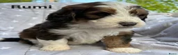Bernedoodle dogs for sale: Bernedoodle puppies. F1b. Home reared, DNA tested  - Advert 1